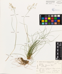 Avenella flexuosa (L.) Parl.