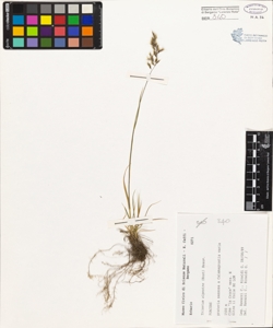 Trisetum alpestre (Host) Beauv.