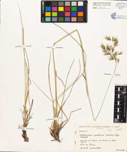 Helictotrichon parlatorei (Woods) Pilger