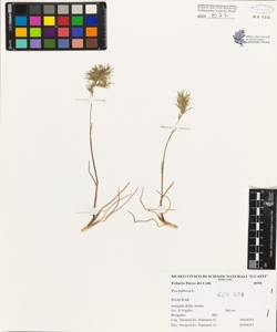 Poa bulbosa L.
