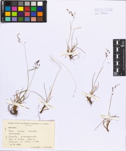 Poa minor Gaudin