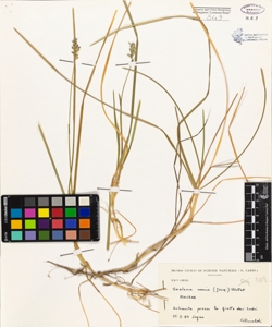 Sesleria varia (Jacq.) Wettst.