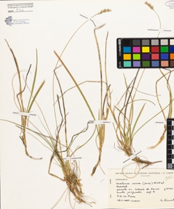 Sesleria varia (Jacq.) Wettst.