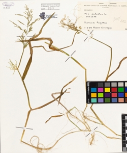Poa palustris L.