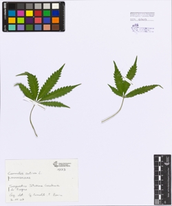 Cannabis sativa L.