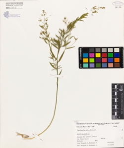 Thesium bavarum Schrank