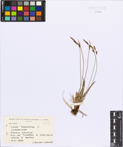 Carex tomentosa L.