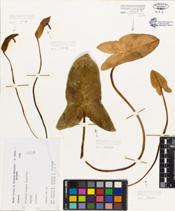 Arisarum vulgare Targ-Tozz.