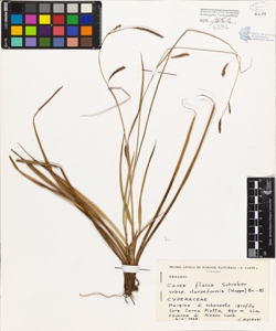 Carex flacca Schreber subsp. clavaeformis