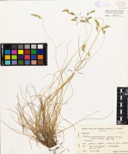 Festuca scabriculmis (Hackel) Richter subsp. luedii Mgf-Dbg.