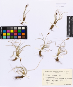 Carex curvula All.