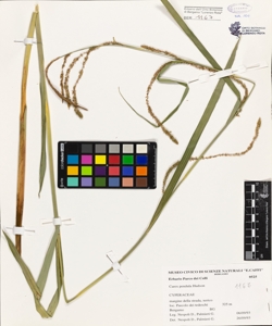 Carex pendula Hudson