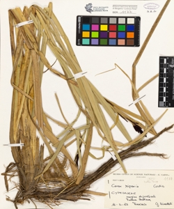 Carex riparia Curtis