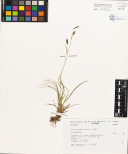 Carex sempervirens Vill.