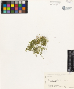 Lemna trisulca L.