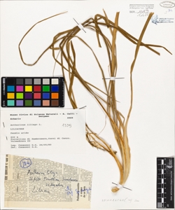 Anthericum liliago L.