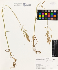 Poa trivialis L.
