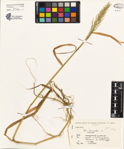 Poa trivialis L.