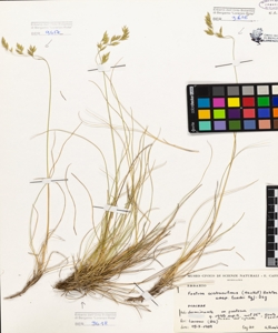 Festuca scabriculmis (Hackel) Richter subsp. luedii Mgf-Dbg.
