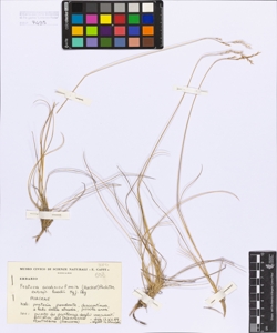 Festuca scabriculmis (Hackel) Richter subsp. luedii Mgf-Dbg.