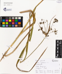Scirpus sylvaticus L.