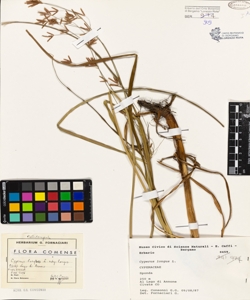 Cyperus longus L.