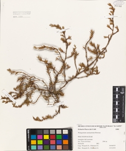 Polygonum arenastrum Boreau