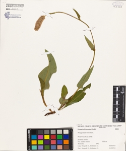Polygonum bistorta L.