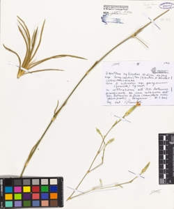 Dianthus sylvestris Wulfen subsp. longicaulis Grenter et Burdet