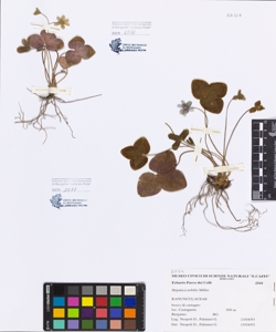 Hepatica nobilis Miller