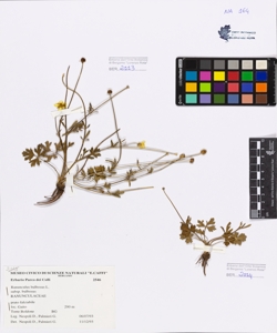 Ranunculus bulbosus L. subsp. bulbosus