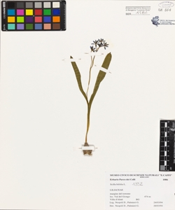 Scilla bifolia L.