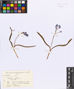 Scilla bifolia L.