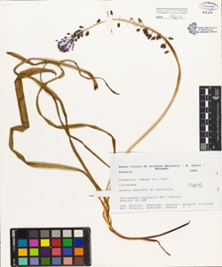 Leopoldia comosa (L.) Parl.