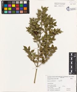 Ruscus aculeatus L.