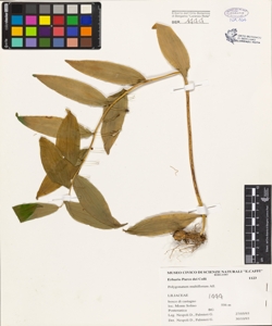 Polygonatum multiflorum (L.) All.
