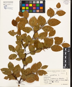 Fagus sylvatica L.