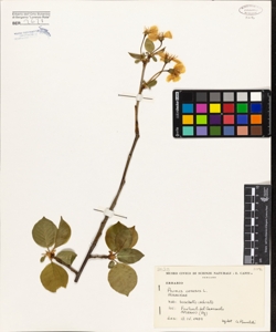 Prunus cerasus L.