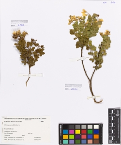 Cytisus sessilifolius L.