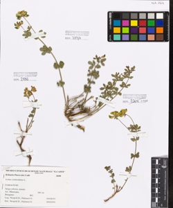 Lotus corniculatus L.