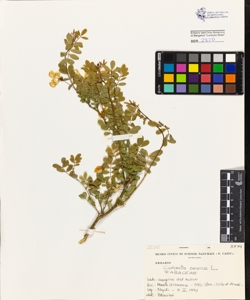 Coronilla emerus L.