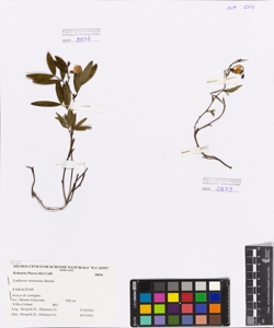Lathyrus montanus Bernh.