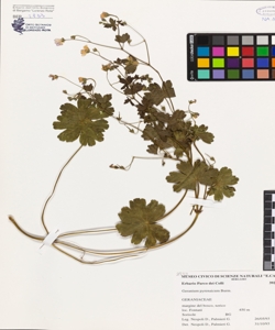 Geranium pyrenaicum Burm.