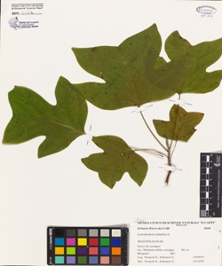 Liriodendron tulipifera L.