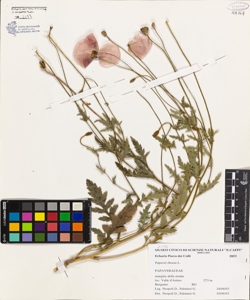 Papaver rhoeas L.