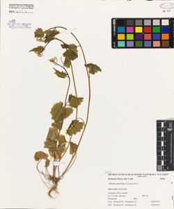 Alliaria petiolata (Bieb.) Cavara et Grande