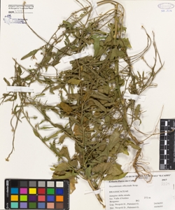 Sisymbrium officinale (L.) Scop.