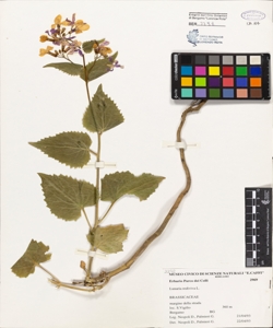Lunaria rediviva L.