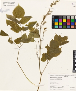 Aruncus dioicus (Walter) Fernald
