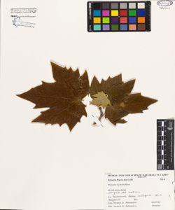 Platanus hybrida Brot.